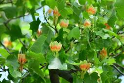 Liriodendron Tulipifera Flowers