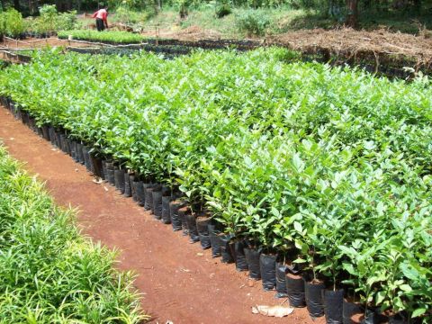 Tree Planting - a practical guide for Kenyan schools and community groups