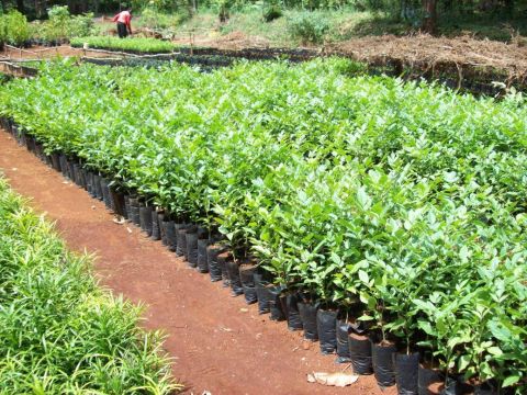 Tree Planting - a practical guide for Kenyan schools and community groups