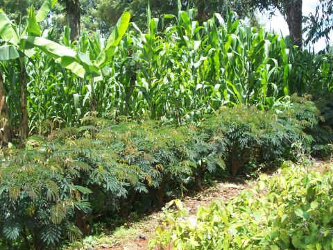 Kenyan Tree Planting Resources
