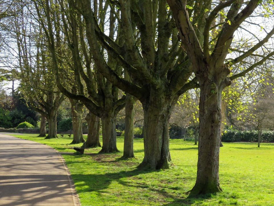 Avenue trees