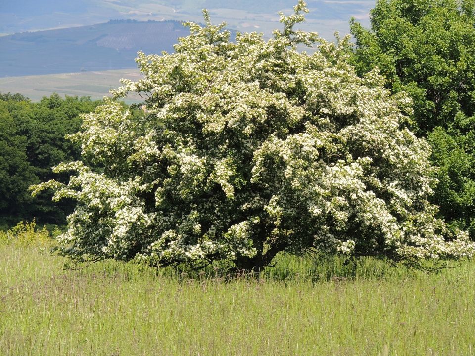 Intreeducing Magical Hawthorn Trees for Cities