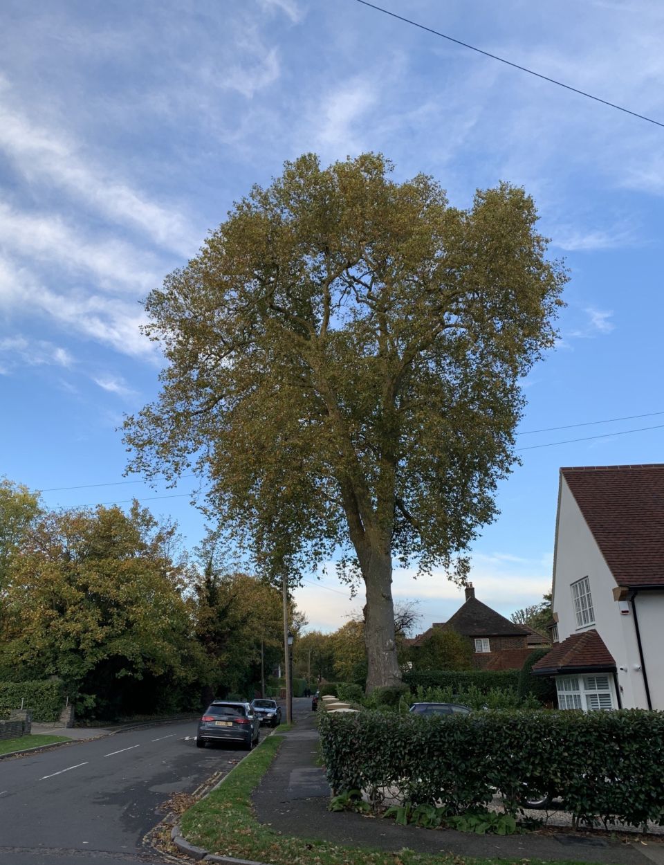 London plane tree