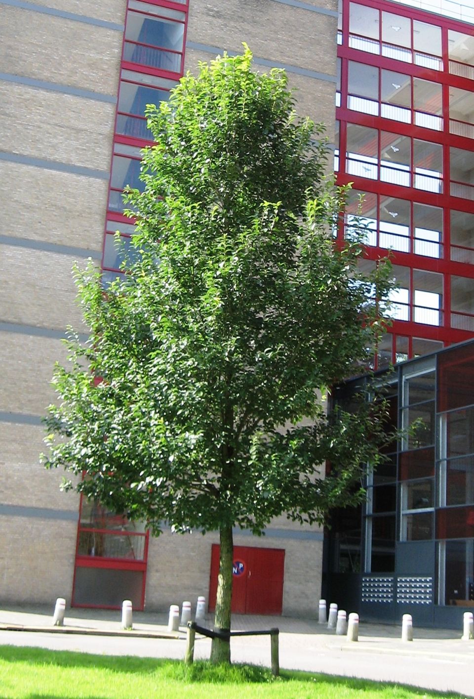 Ulmus New Horizon