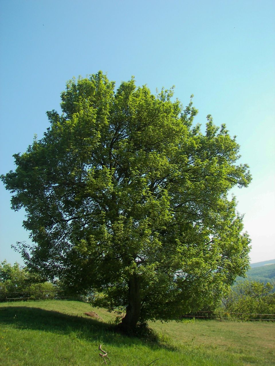 Acer campestre tree