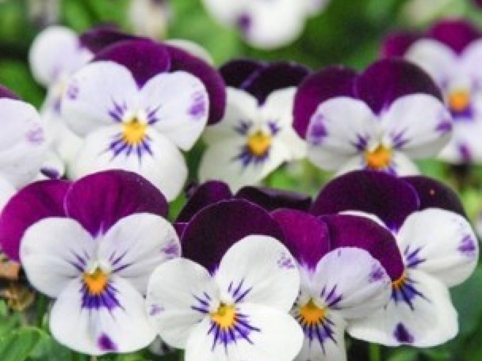 Violets