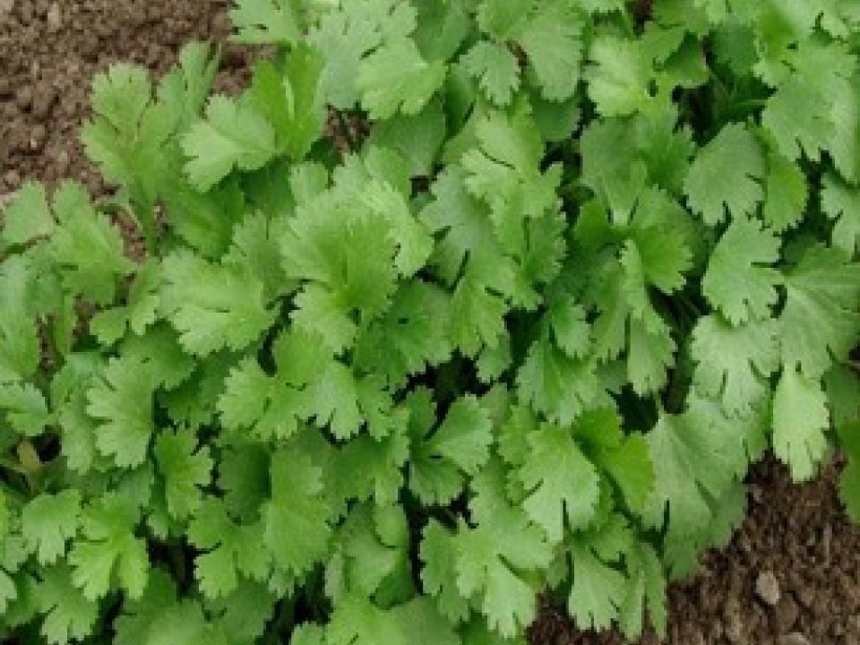 Coriander