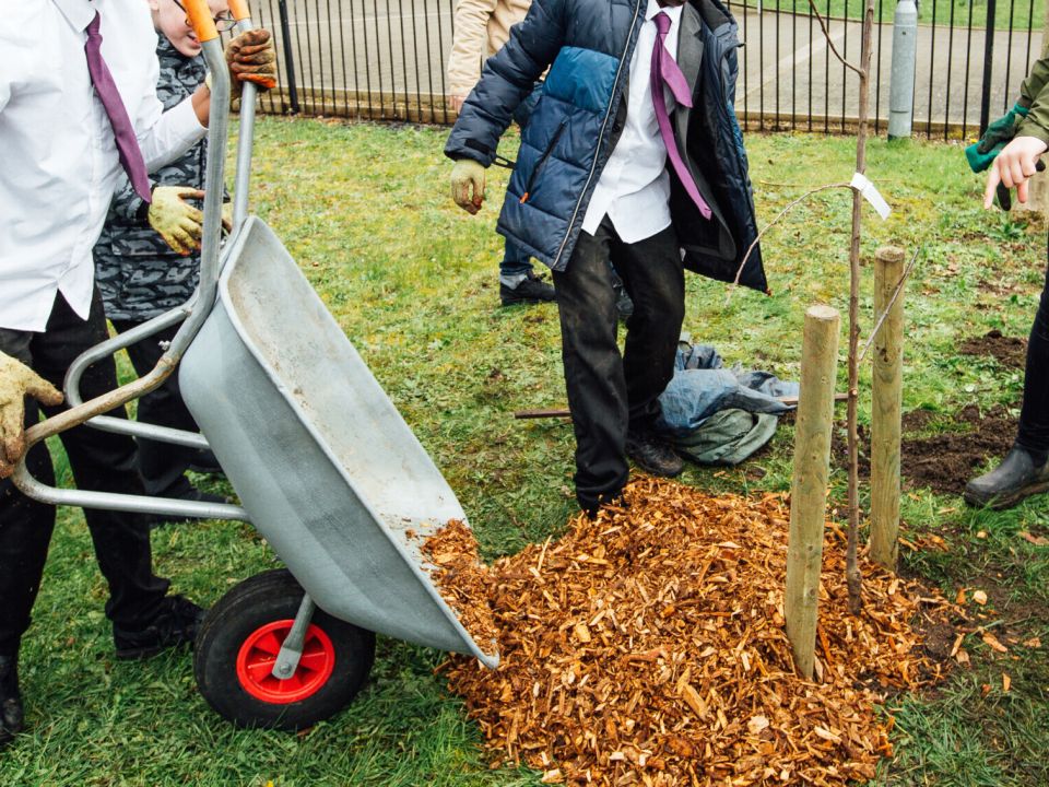 Planting a fruit tree