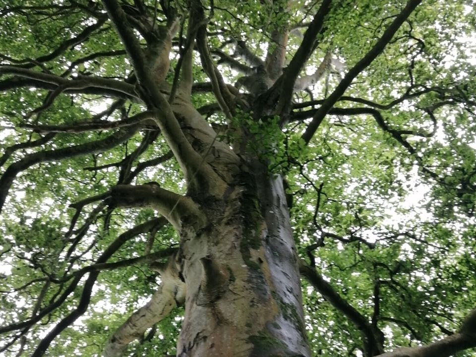 Training Video for Woodland Engagement in Special Schools