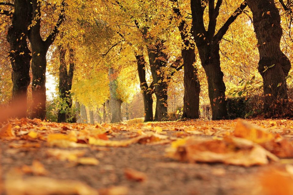 Photo shows orange and yellow leafed trees with fallen leaves on the ground