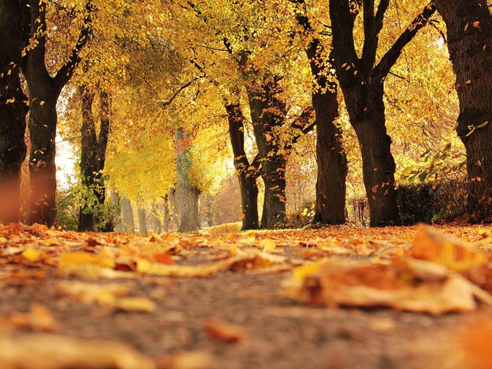 Photo shows orange and yellow leafed trees with fallen leaves on the ground