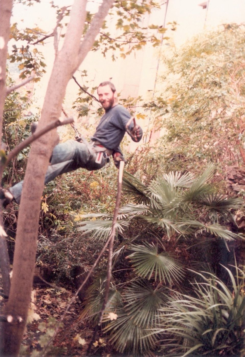 Volunteer tree planting opportunities for Merton Trees for Cities