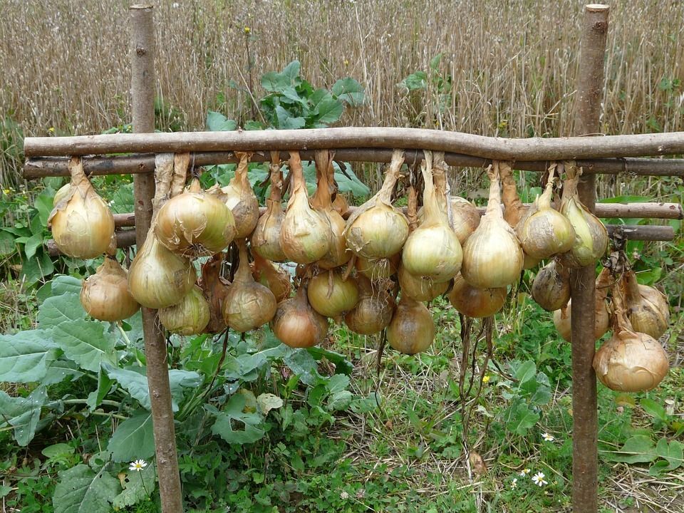 Onions Hanging Out To Dry