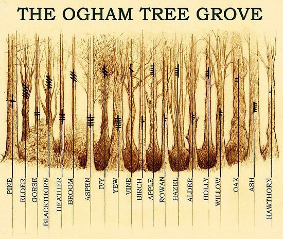 Ogham Tree Grove 1