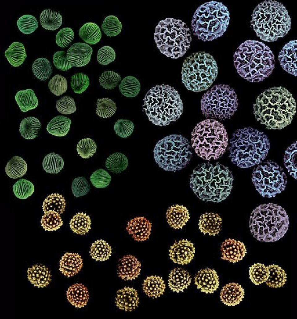 512Px Three Species Pollen Grains