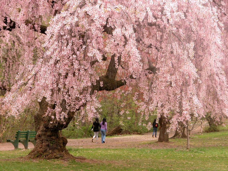 Cherry Blossom 3