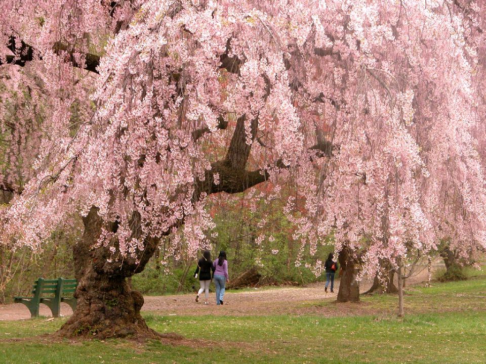 Why do trees blossom?