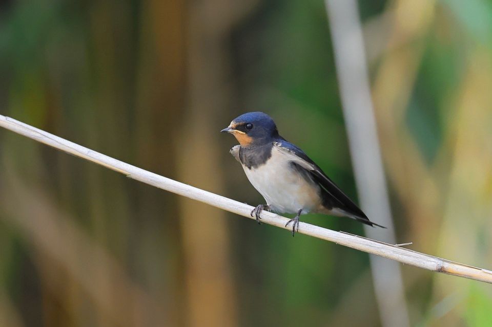 Barn swallow 7398946 1280