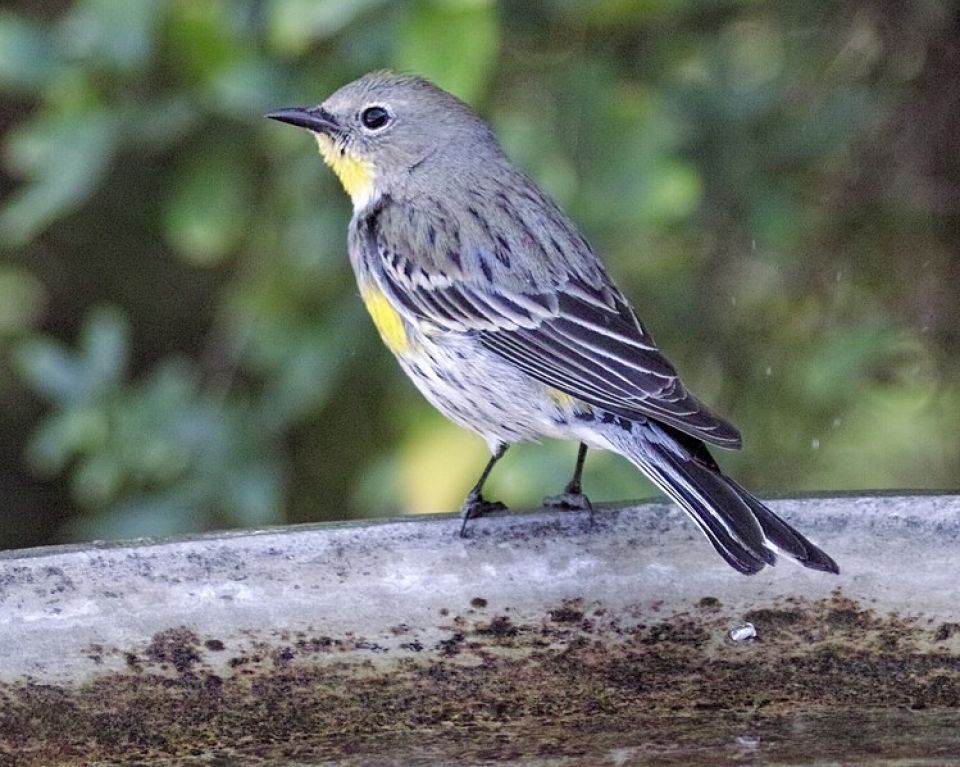 749px Yellow rumped warbler 31956047207