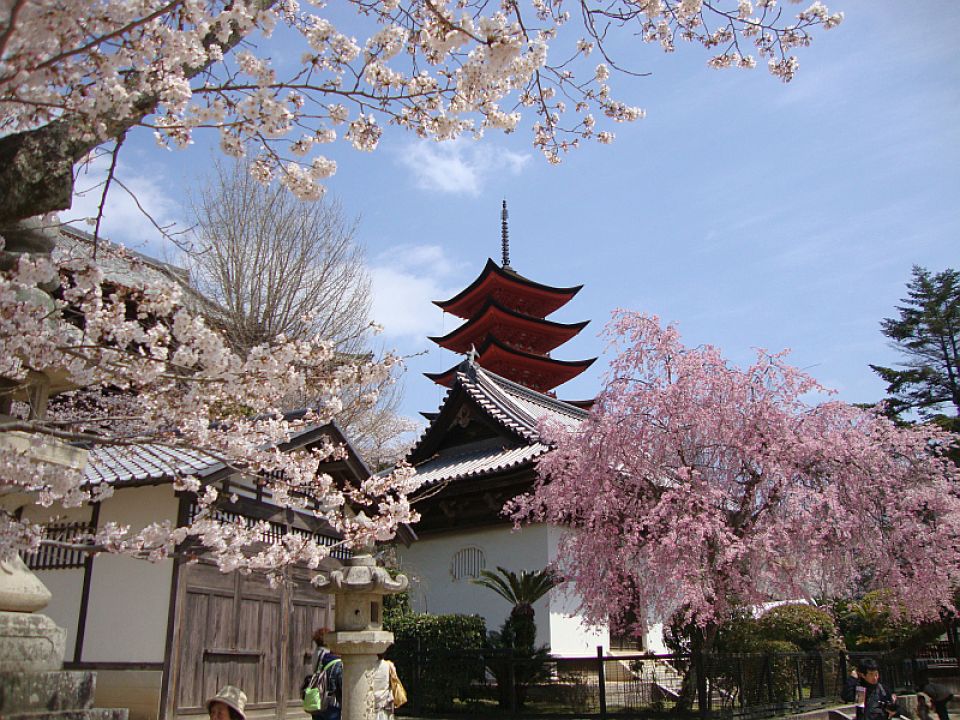 Japanese Blossom 5