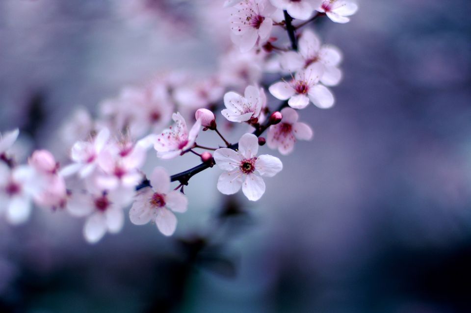 Cherry Blossom 4