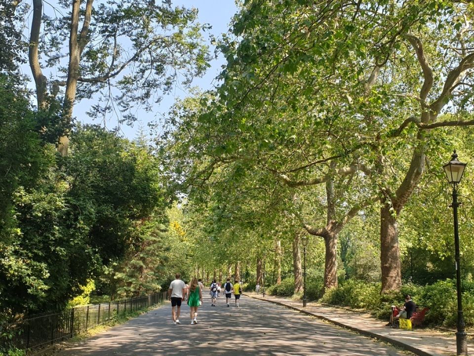 How urban trees turn down the heat