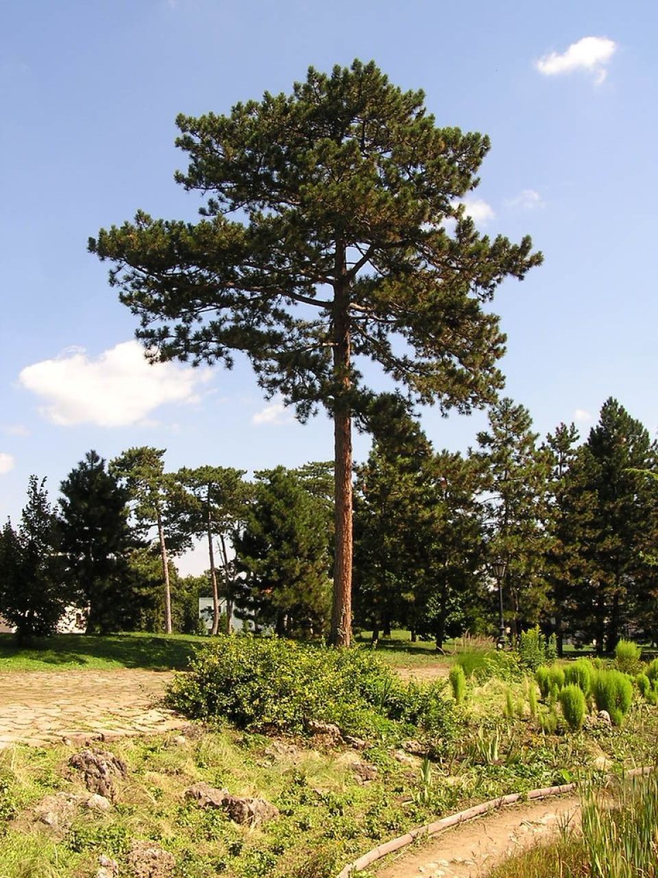 Black pine
