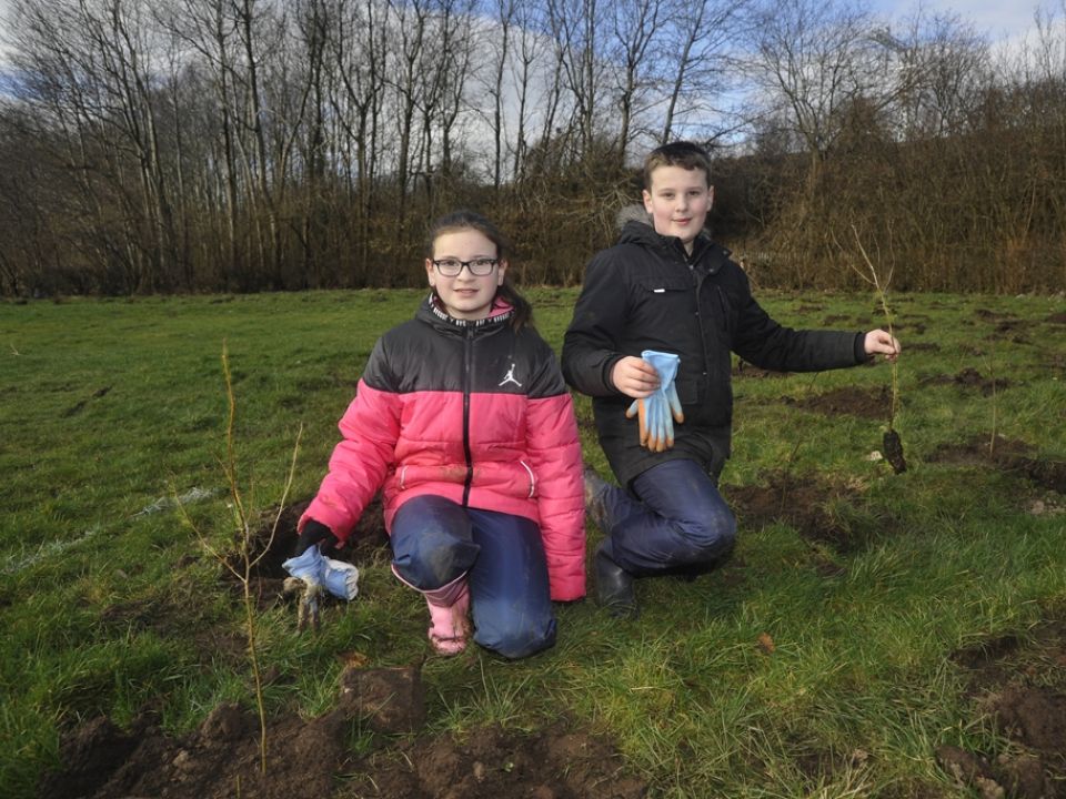 New Trees in Barrhead