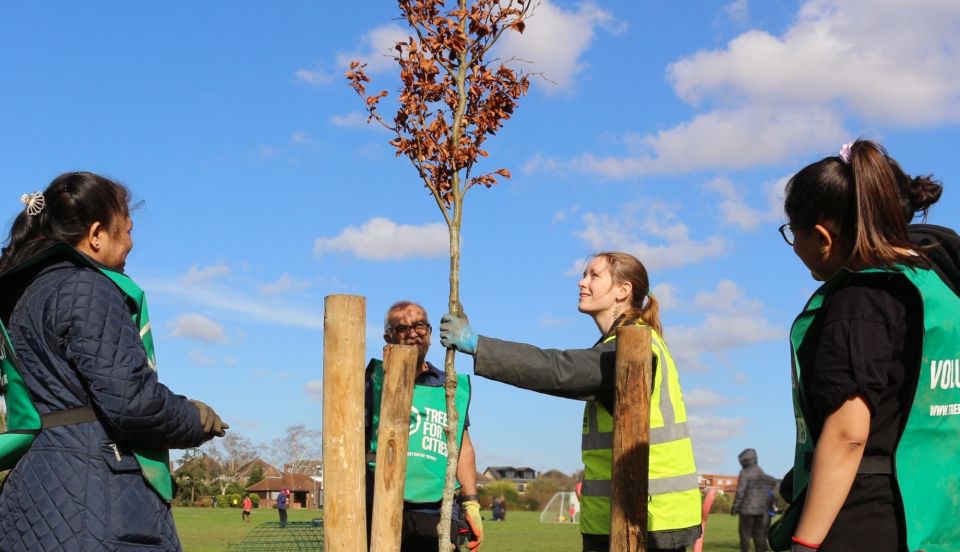 Clayhall Park Tree Planting Leafy Tree cropped