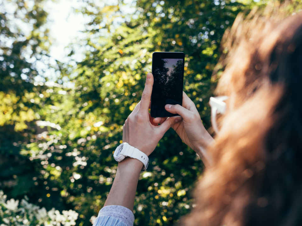a person taking a photo of a tree on their phone
