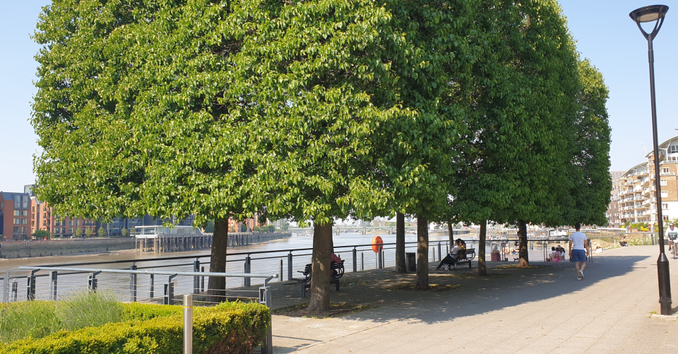Urban trees on the bank of the Thames river in London, with people seeking respite in their shade