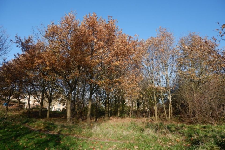 Northolt Park Woodland