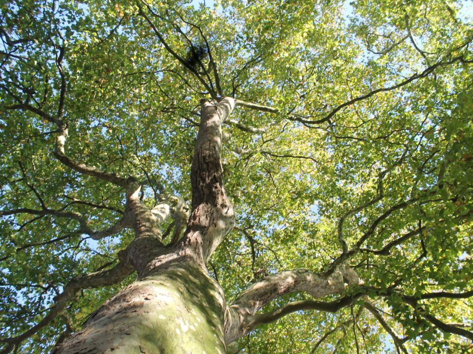 What are the trees in your neighbourhood worth? Our Kennington iTree results
