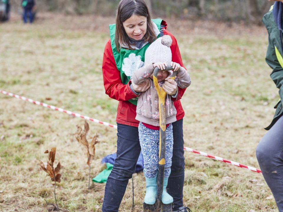 Mass tree planting