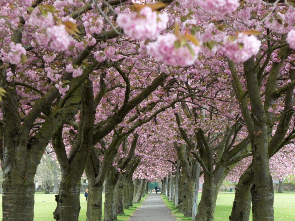 blossoming pink trees in a park on a sunny day