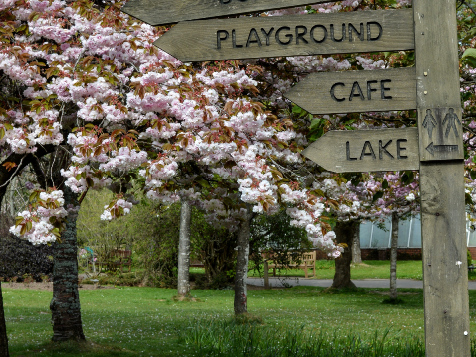 blossoming trees in a park with a signpost
