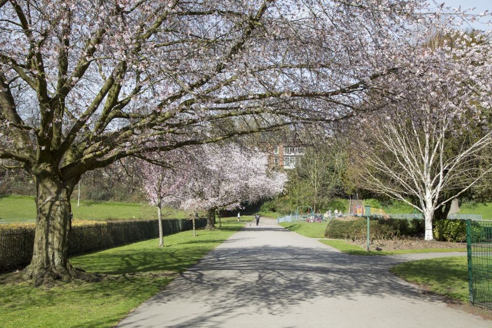 blossoming trees in a park on a sunny day