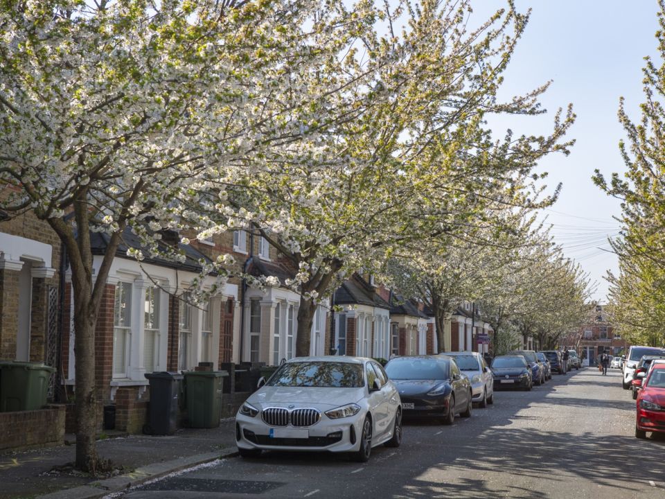 5 top urban street trees we plant