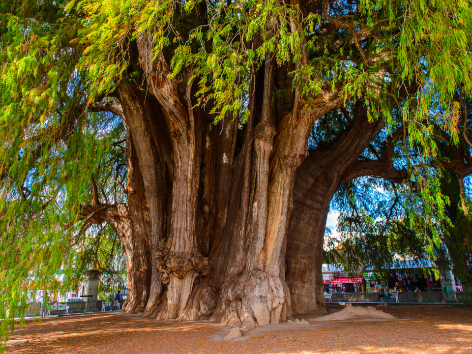 Famous Urban Trees Around The World