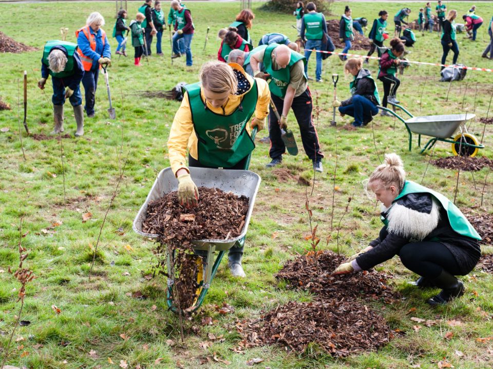 New Trees at Morden Park