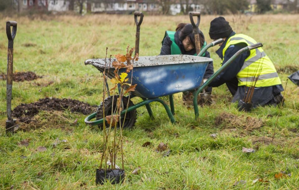 a photo of two people planting trees, with a wheelbarrow and baby oak trees in the foreground