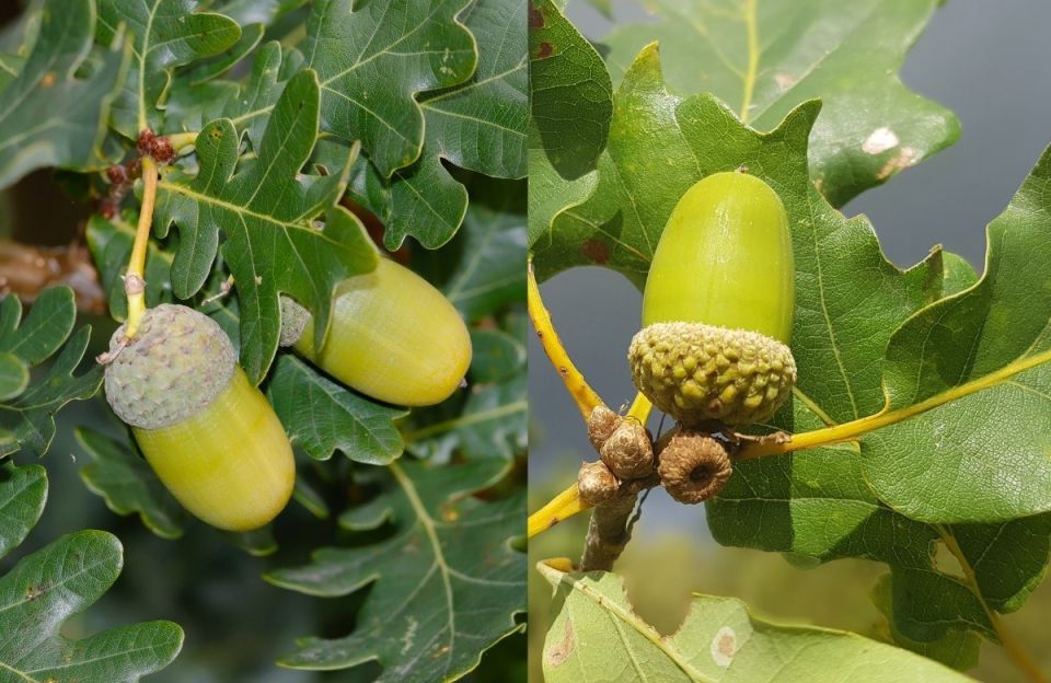 Oak tree stock image 4