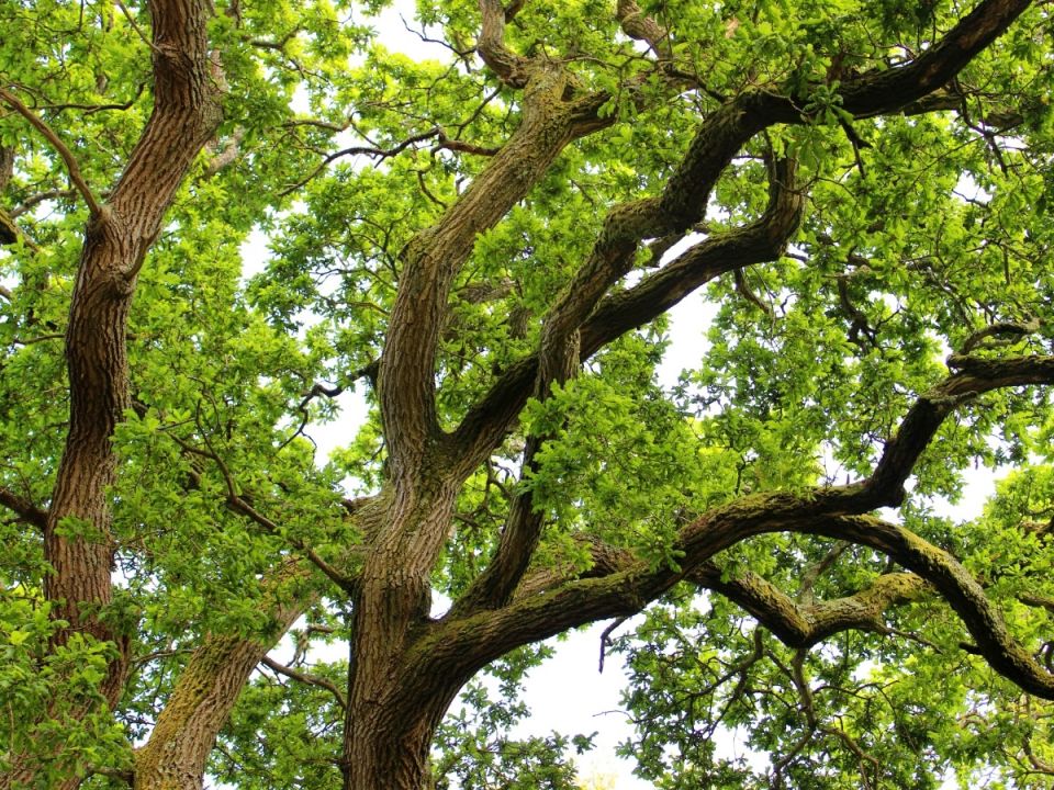 a photo of a green oak tree branches