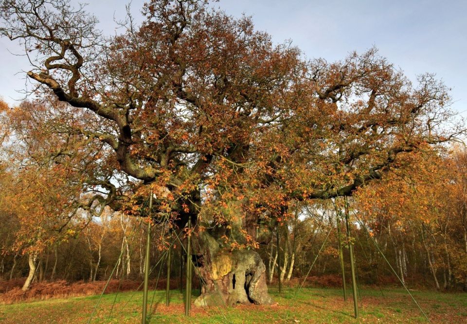 Oak tree stock image 2