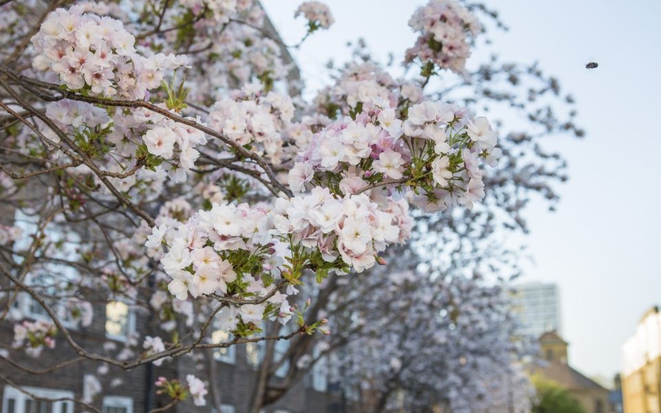 Watts Grove 090425 Saoirse Clohessy 3