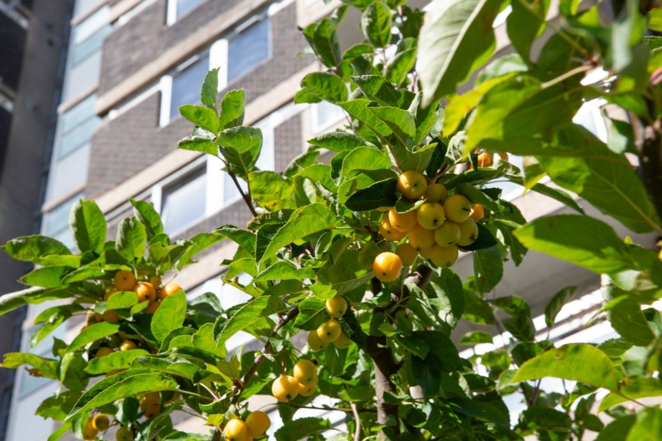 Swedenborg Gardens 250925 Saoirse Clohessy 15