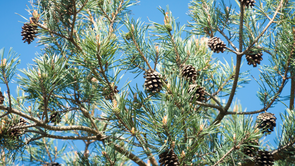 Scots Pine Story Images 1