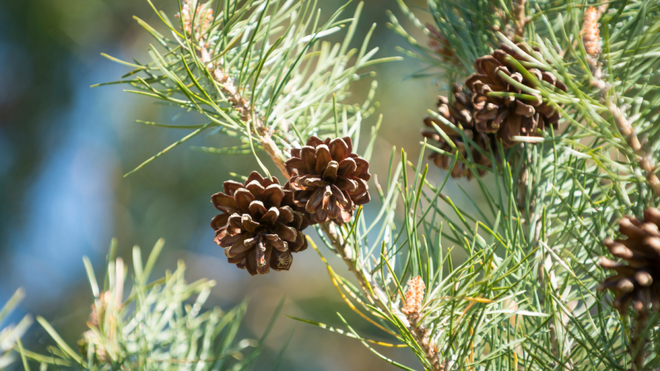 Scots Pine Story Images 2