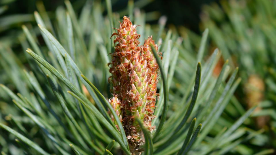 Scots Pine Story Images 5