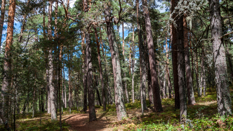 Scots Pine Story Images 4